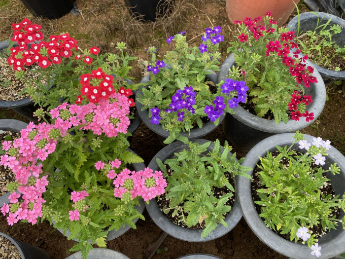 버베나 - Verbena, Garden verbena, Verbena hybrida