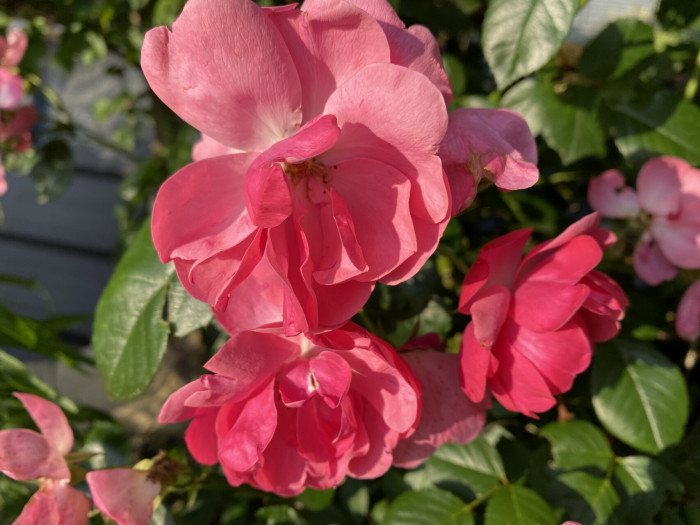 장미 - Rose, Rosa hybrida