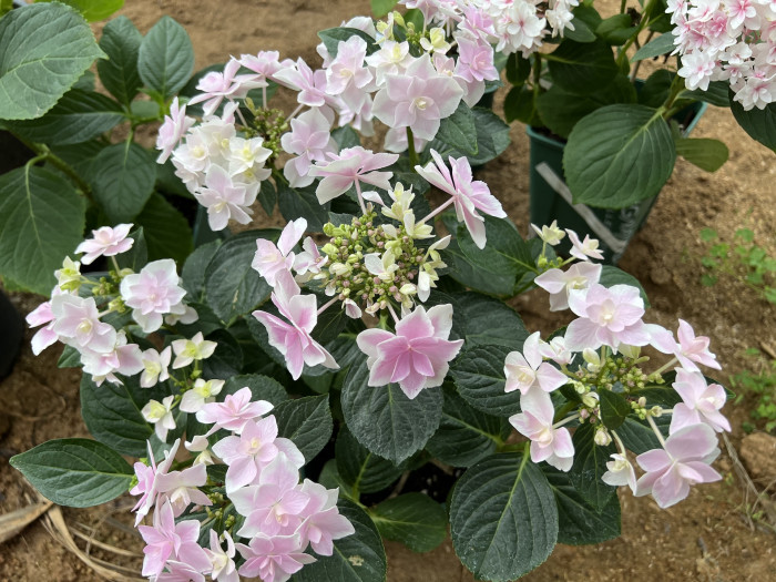 수국 - Hydrangea Macrophylla