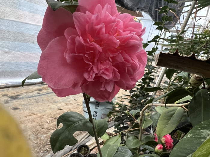 동백나무 - Camellia Japonica