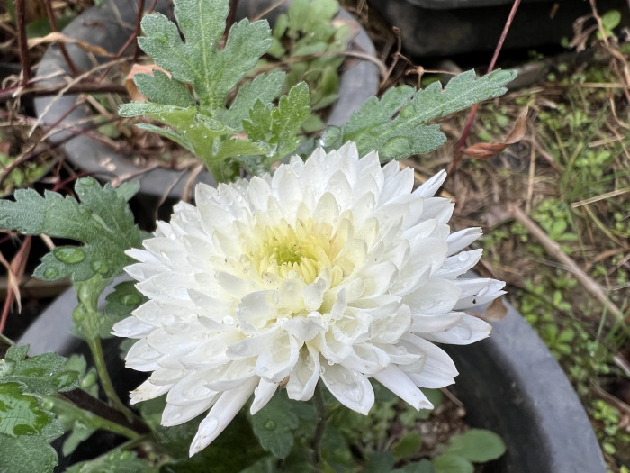 국화 - Chrysanthemum Morifolium