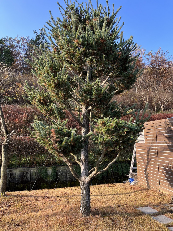 섬잣나무 - Pinus parviflora Siebold & Zucc.
