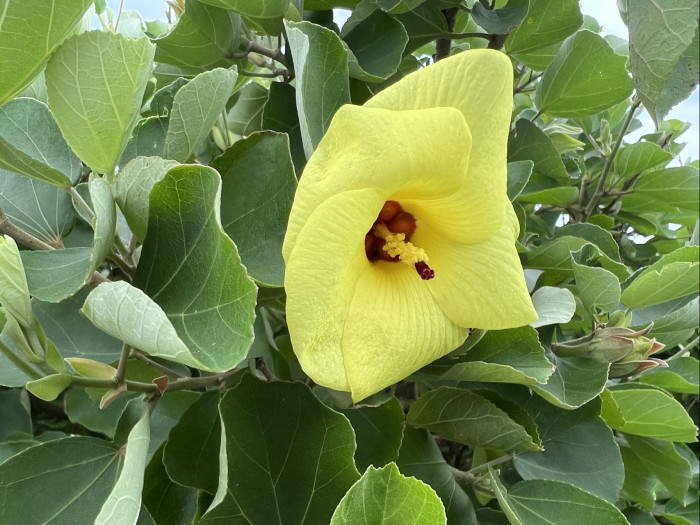 황근 - Hibiscus hamabo Siebold & Zucc.