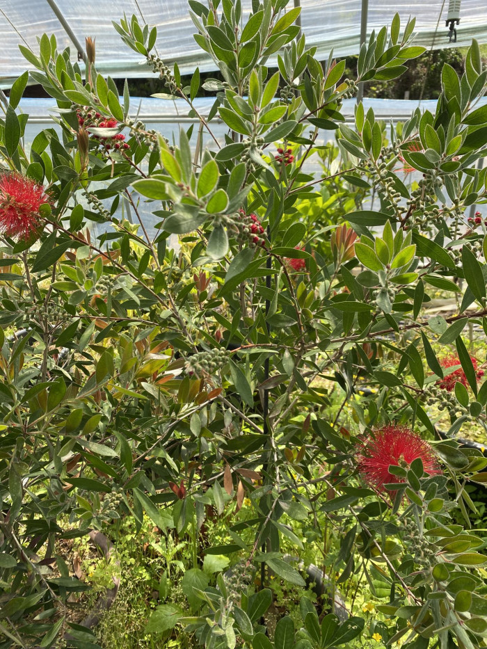 병솔나무 - Bottlebrush, Callistemon lanceolatus