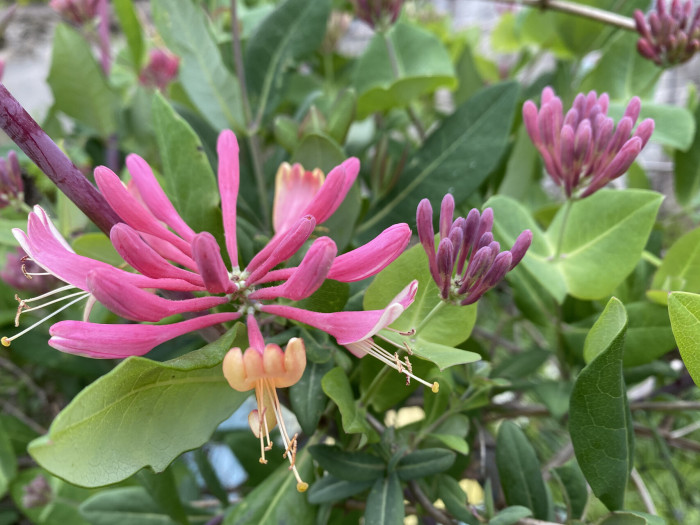 붉은인동 - Honey suckle, Lonicera periclymenum L.