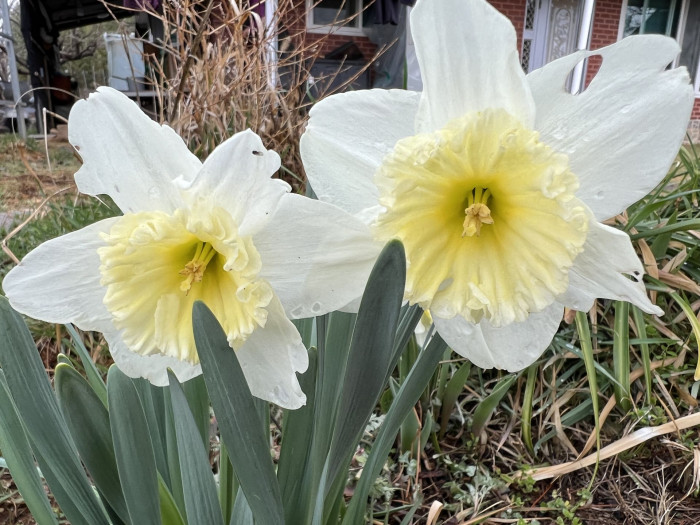 수선화 - daffodil, Narcissus tazetta var. chinensis
