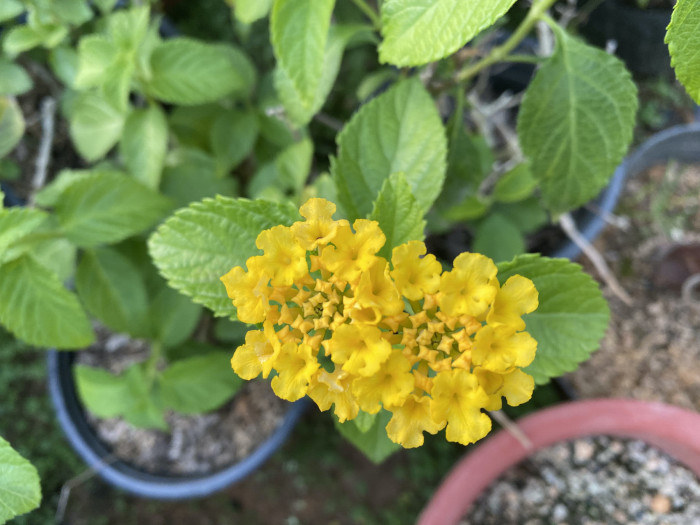 란타나 - Spanish Flag, West Indian Lantana, Lantana camara