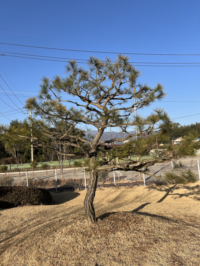 소나무 - Pinus Densiflora