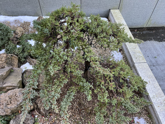 눈향나무 - Juniperus Chinensis