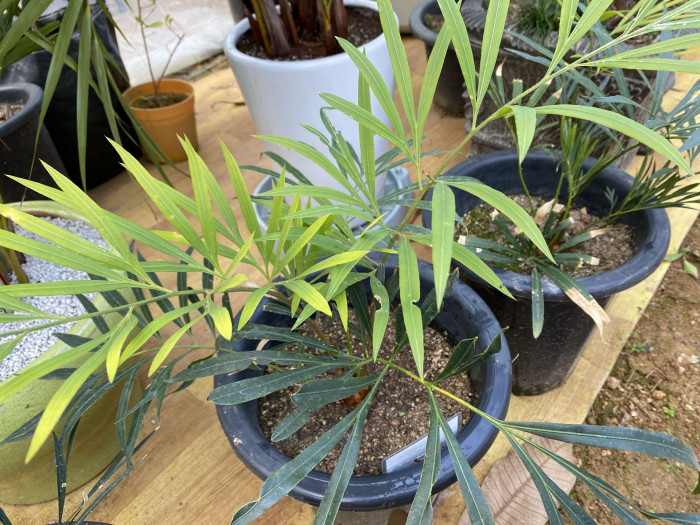덕보 소철 - Cycas debaoensis