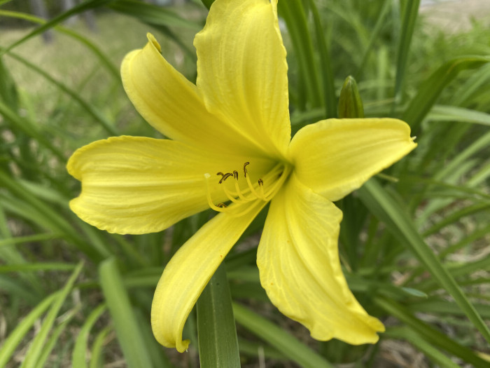 원추리 - Hemerocallis fulva
