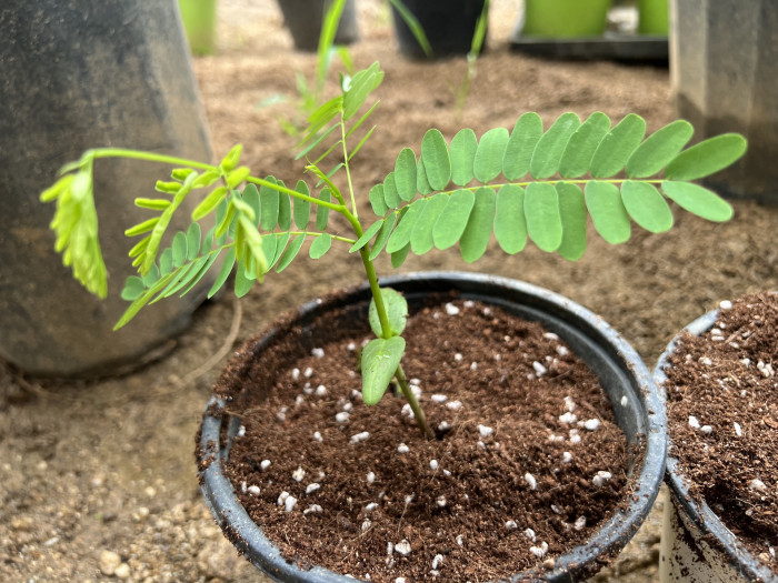 불꽃나무 - Delonix Regia