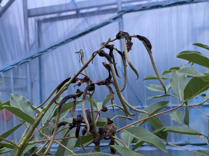 브라질 산호나무 - cockspur coral tree, Erythrina crista-galli L.