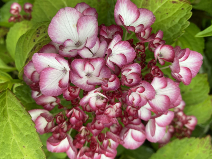 수국 - Hydrangea, Hydrangea macrophylla (Thunb.) Ser. for. otaksa (Siebold & Zucc.) E. H. Wilson