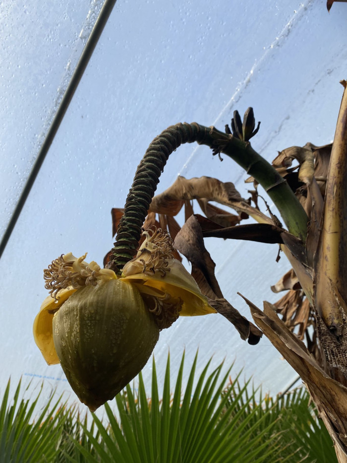 파초 - Japanese banana, Japanese fibre banana, hardy banana, Musa basjoo Siebold & Zucc.