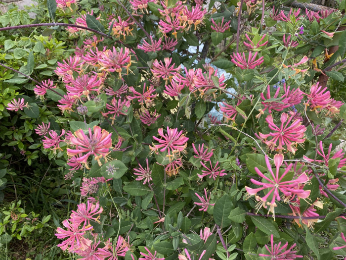붉은인동 - Honey suckle, Lonicera periclymenum L.