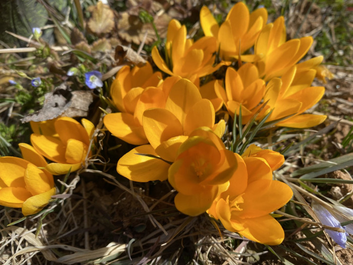 크로커스 - Crocus, Crocus spp.