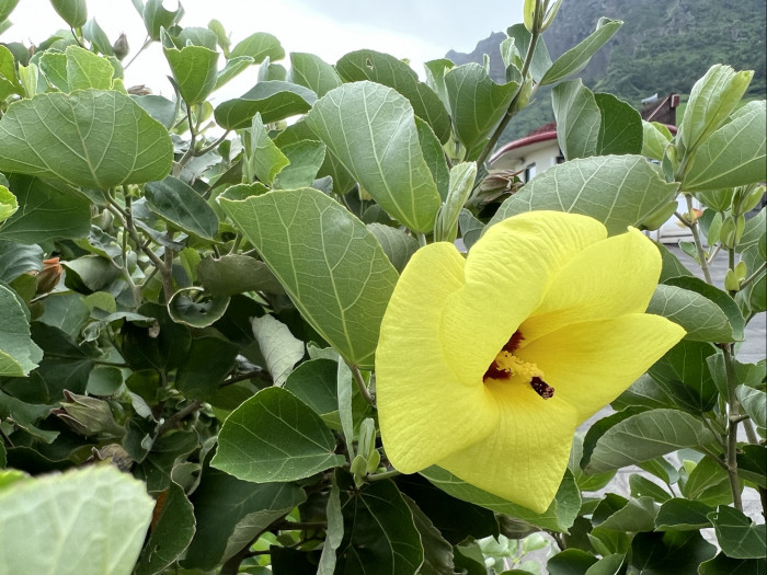 황근 - Hibiscus hamabo Siebold & Zucc.