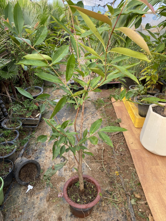 자바플럼 - Java plum, Syzygium cumini