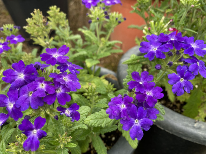 버베나 - Verbena, Garden verbena, Verbena hybrida