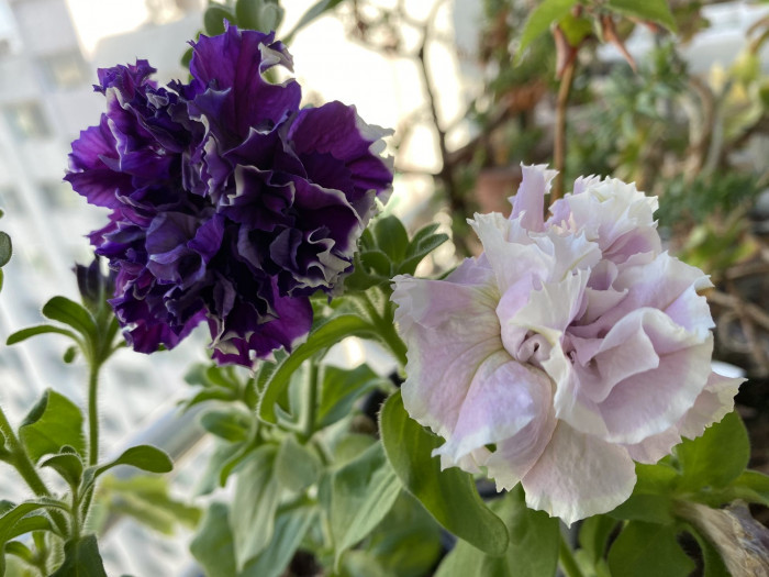 페튜니아 - Common Garden Petunia, Petunia hybrida