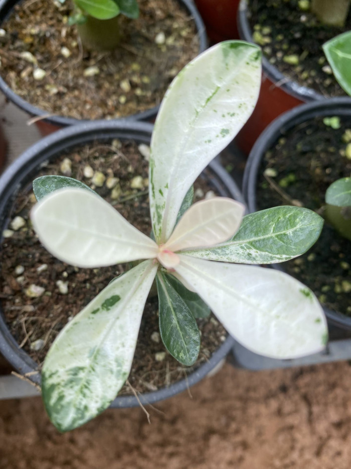 석화 - Adenium obesm, Adenium