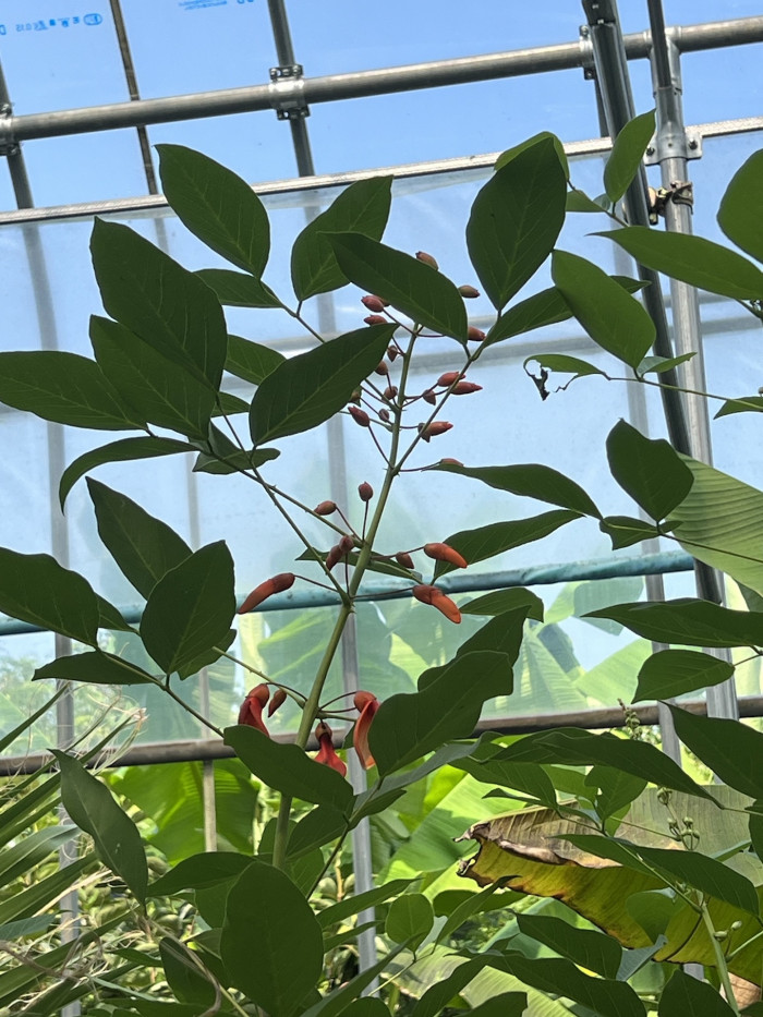 브라질 산호나무 - cockspur coral tree, Erythrina crista-galli L.