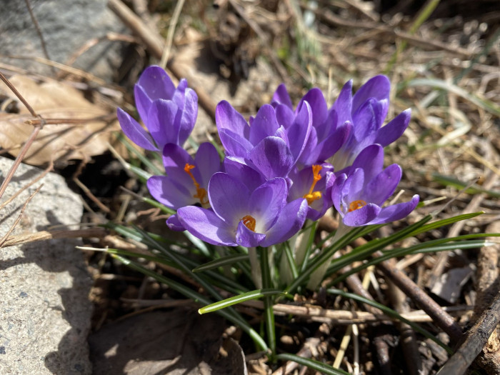 크로커스 - Crocus, Crocus spp.