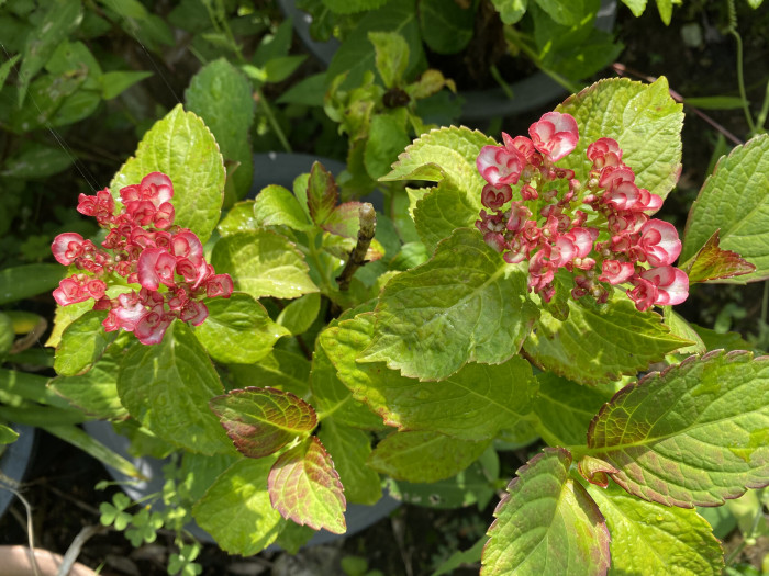 수국 - Hydrangea, Hydrangea macrophylla (Thunb.) Ser. for. otaksa (Siebold & Zucc.) E. H. Wilson