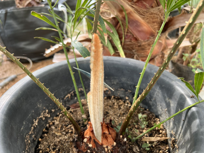 덕보 소철 - Cycas debaoensis