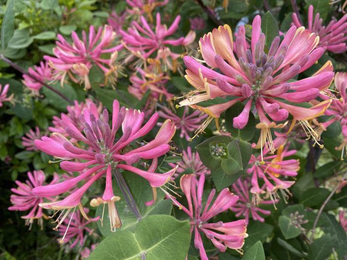 붉은인동 - Honey suckle, Lonicera periclymenum L.