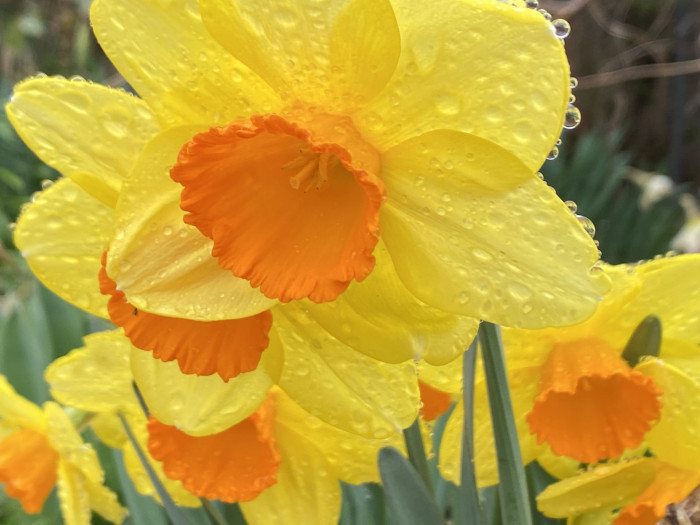 수선화 - daffodil, Narcissus tazetta var. chinensis