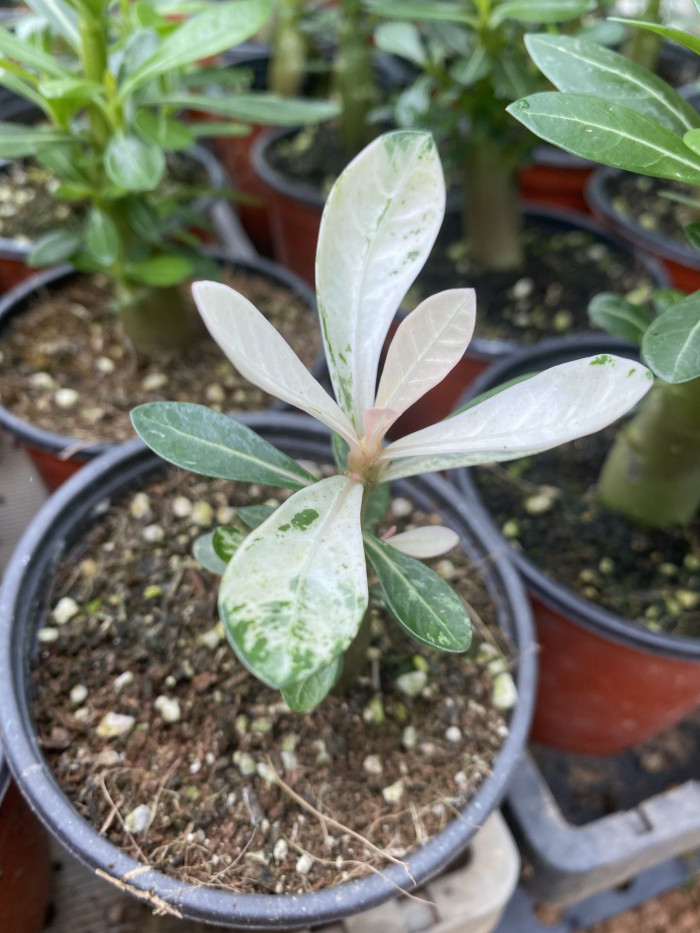 석화 - Adenium obesm, Adenium