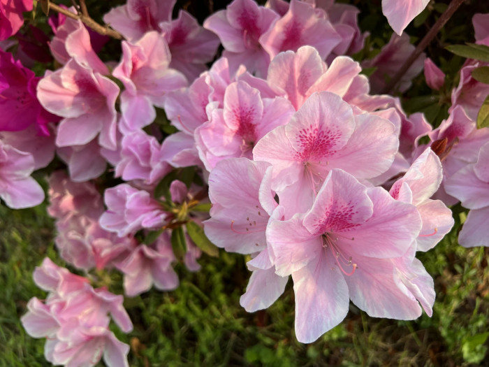 철쭉 - Deciduous Azalea, Rhododendron schlippenbachii Maxim.