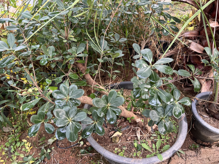 돈나무 - Pittosporum Tobira