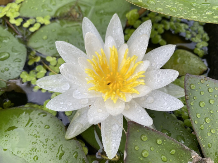 수련 - Nymphaea tetragona var. angusta