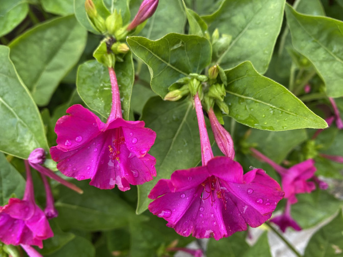 분꽃 - Mirabilis jalapa L.