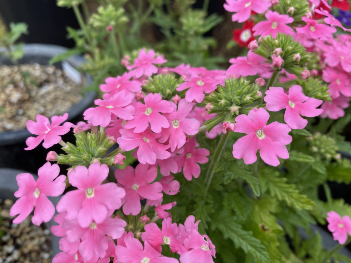 버베나 - Verbena, Garden verbena, Verbena hybrida