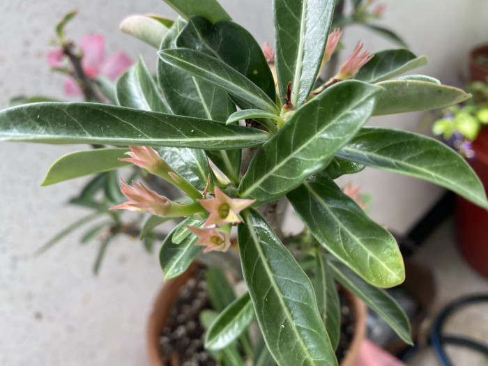 석화 - Adenium obesm, Adenium