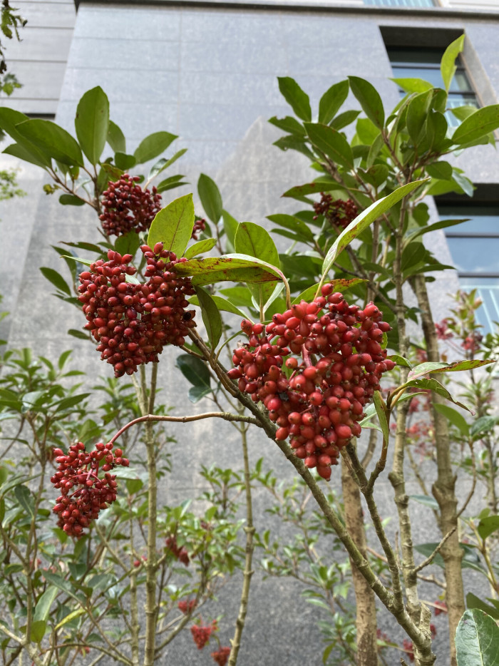 아왜나무 - Japanese Viburnum, Viburnum odoratissimum Ker Gawl. var. awabuki (K. Koch) Zabel ex Rumpler