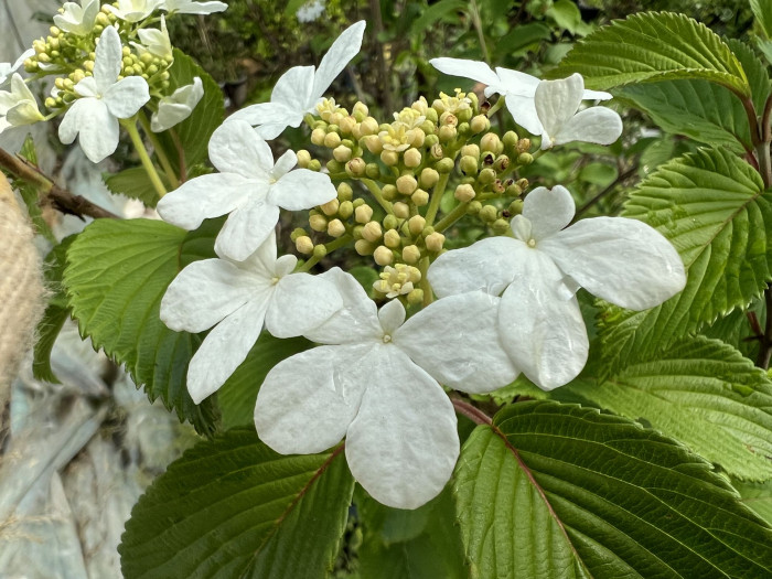 라나스덜꿩나무 - Japanese snowball, Viburnum plicatum f.tomentosum 