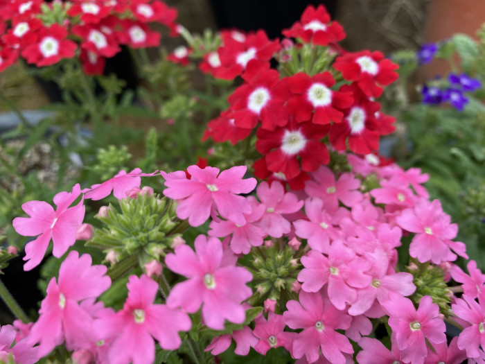 버베나 - Verbena, Garden verbena, Verbena hybrida