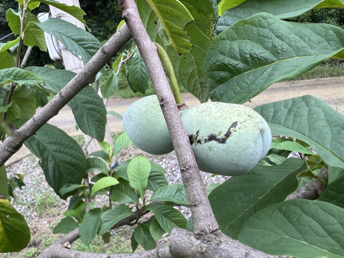 포포나무 - Sunflower pawpaw