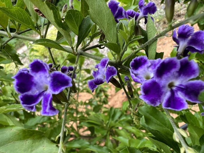 듀란타 - Duranta repens, Duranta erecta L