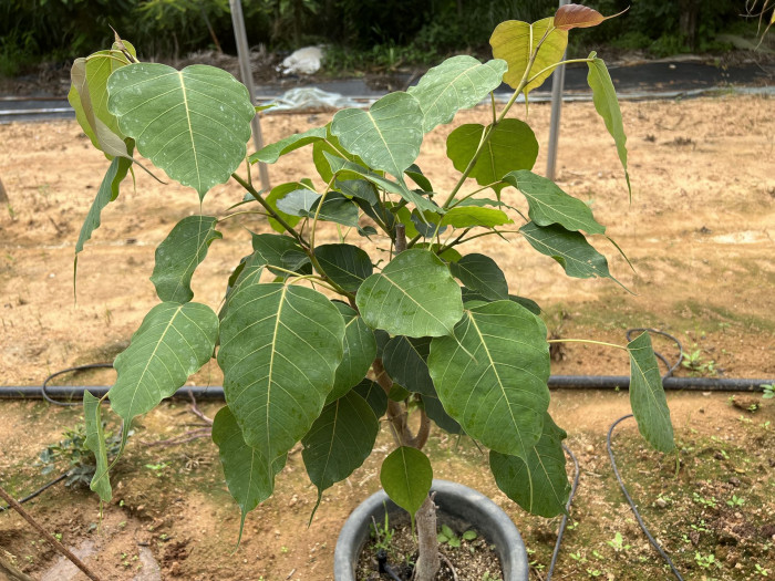 보리수고무나무 - Botree, Peepul tree, Pipaltree, Ficus religiosa L.