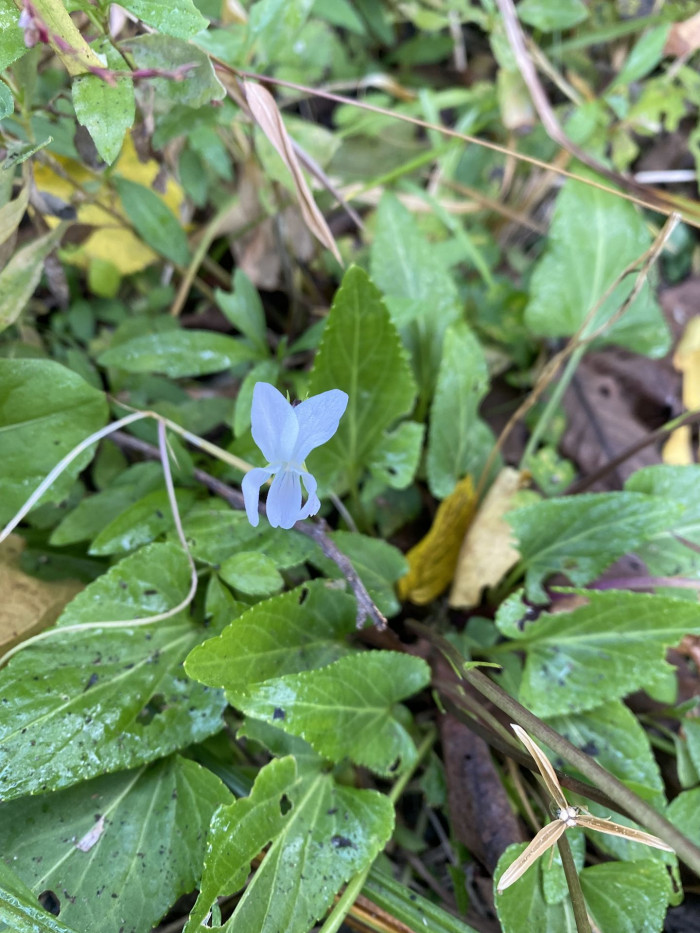 흰제비꽃 - White Pensy, Viola patrinii DC. ex Ging.