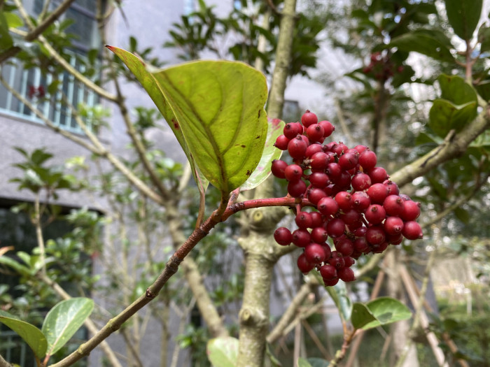 아왜나무 - Japanese Viburnum, Viburnum odoratissimum Ker Gawl. var. awabuki (K. Koch) Zabel ex Rumpler