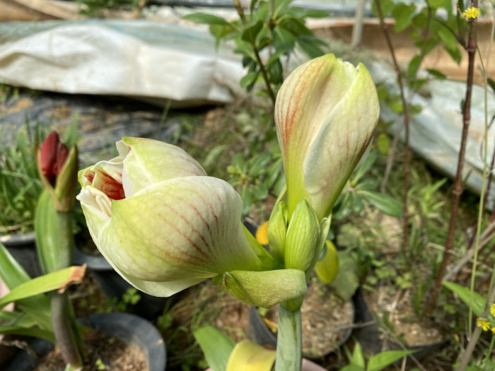 아마릴리스 - amaryllis, Hippeastrum puniceum (Lam.) Voss
