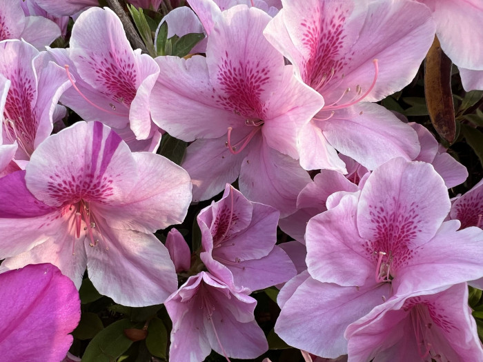 철쭉 - Deciduous Azalea, Rhododendron schlippenbachii Maxim.