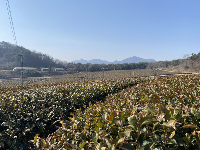 차나무 - camellia, Camellia sinensis L.